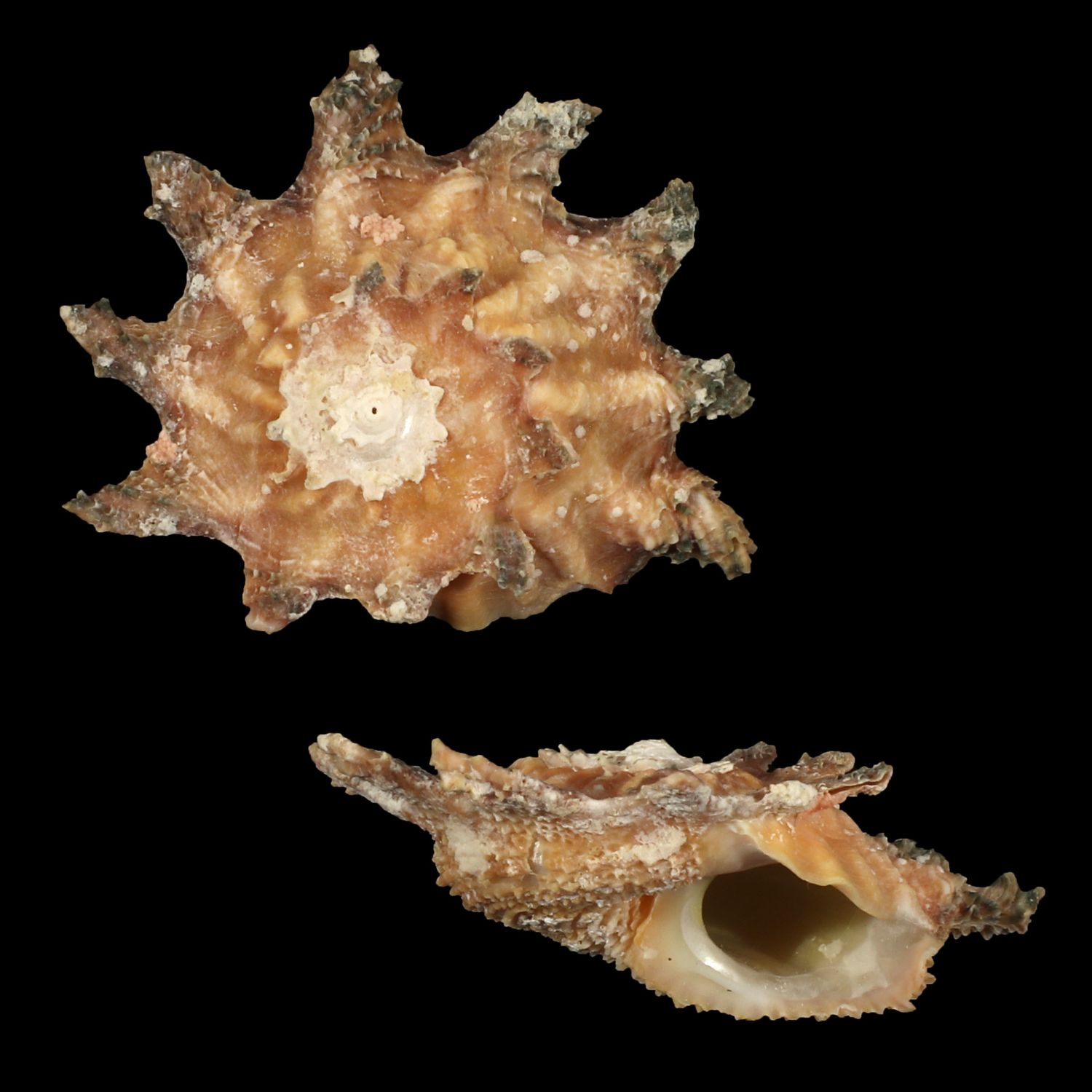 Astralium calcar