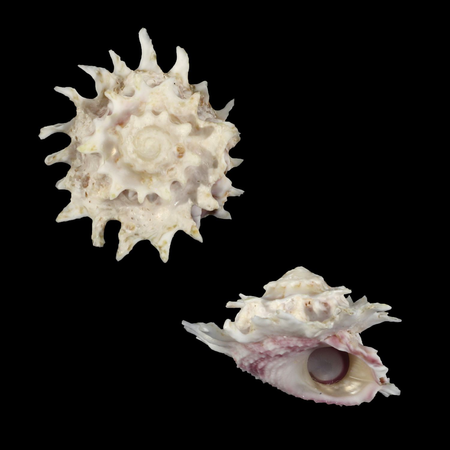 Astralium lapillus