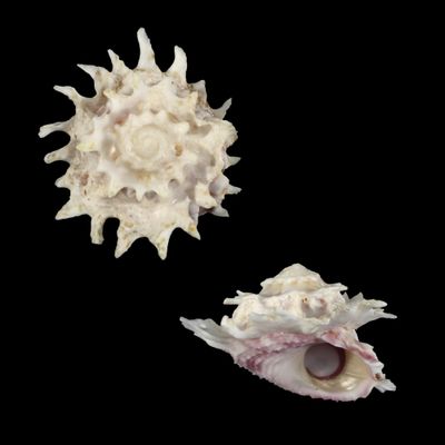 Astralium lapillus