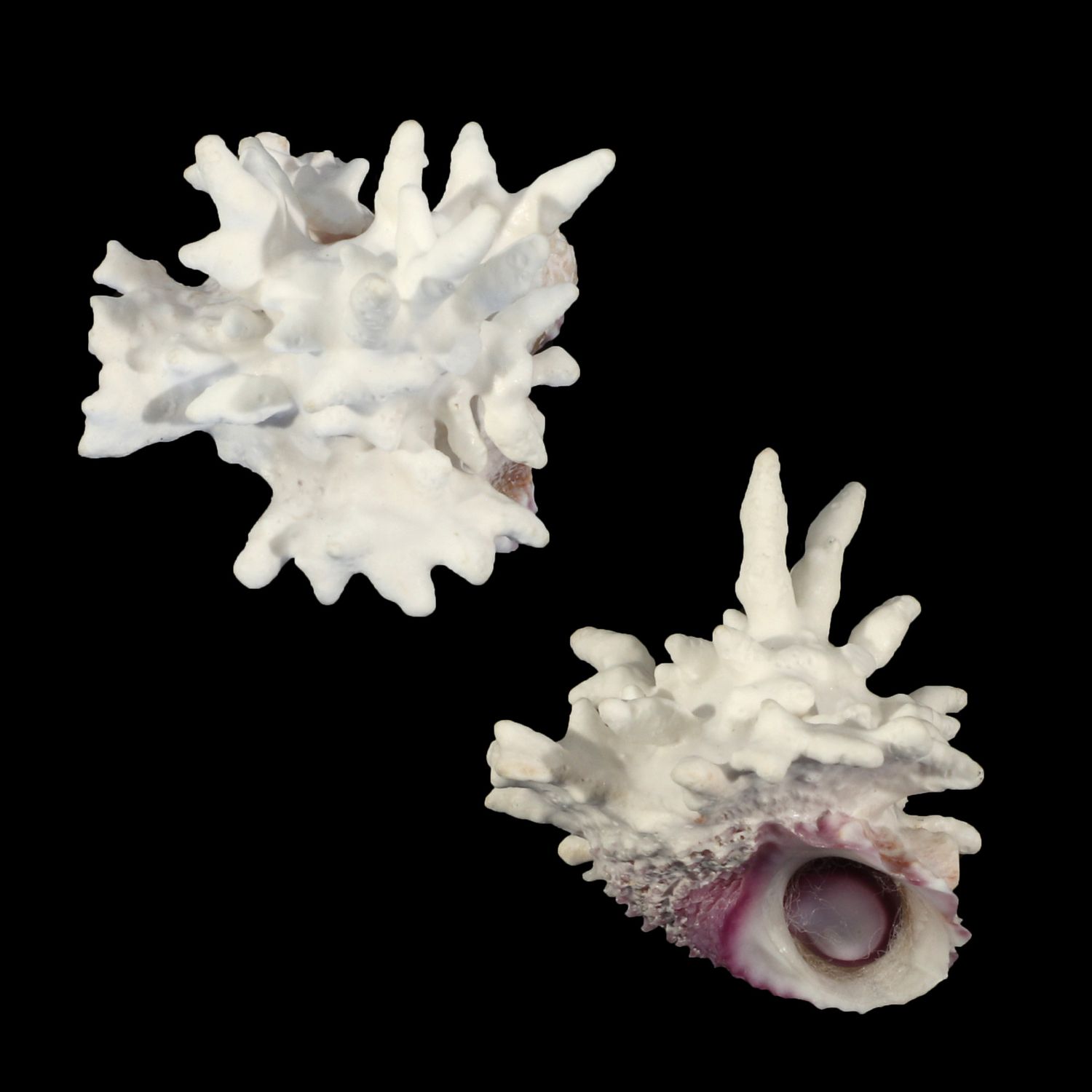 Astralium lapillus