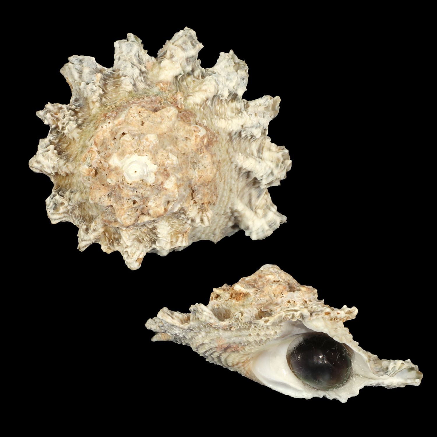 Astralium pileolum