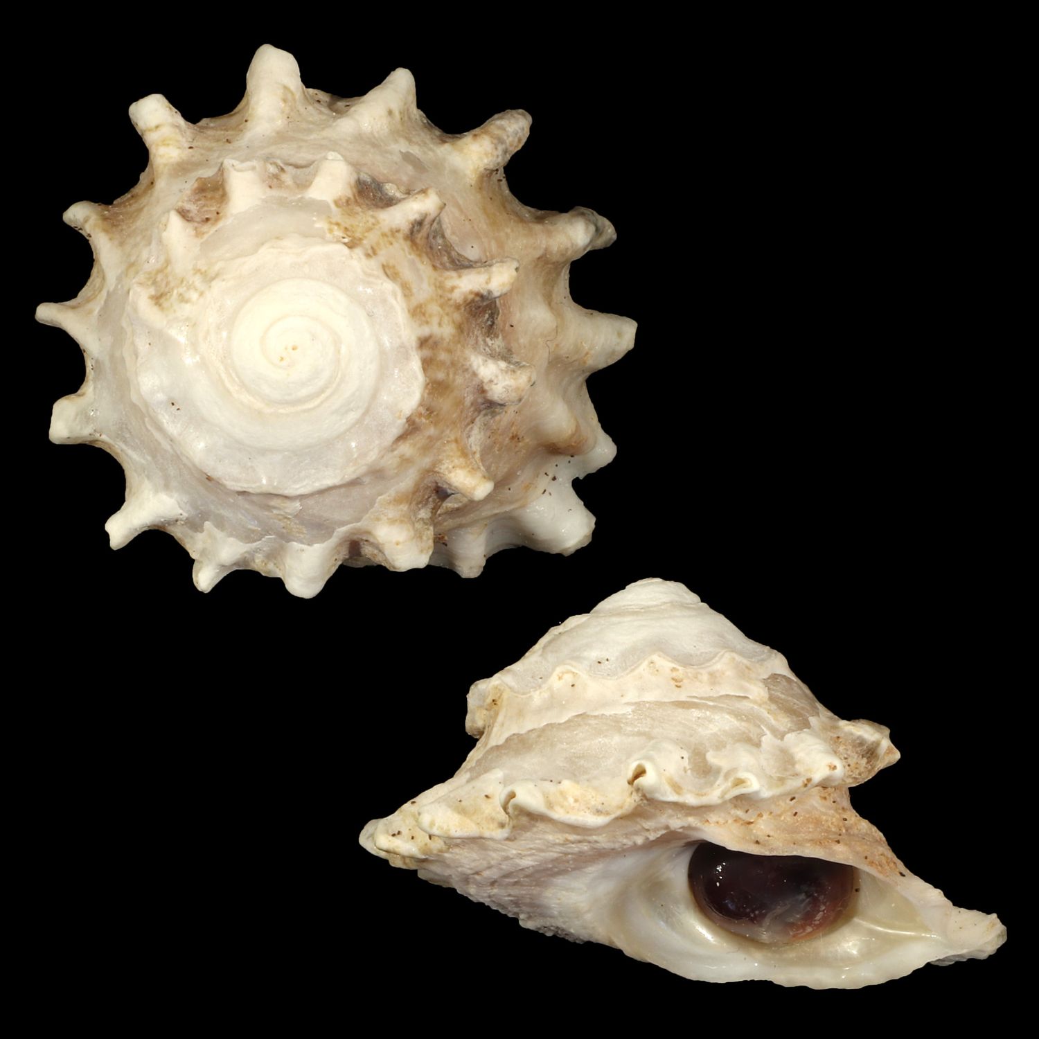 Astralium pileolum