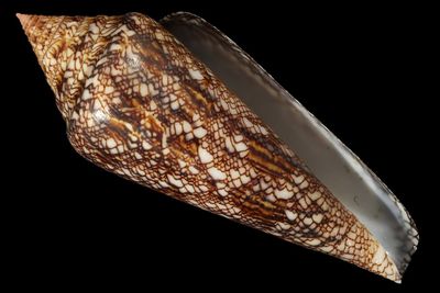 Conidae
