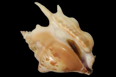 Strombidae
