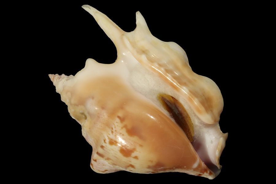 Strombidae