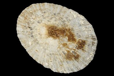 Patella swakopmundensis