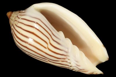 Amoria zebra