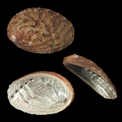 Haliotis diversicolor squamata