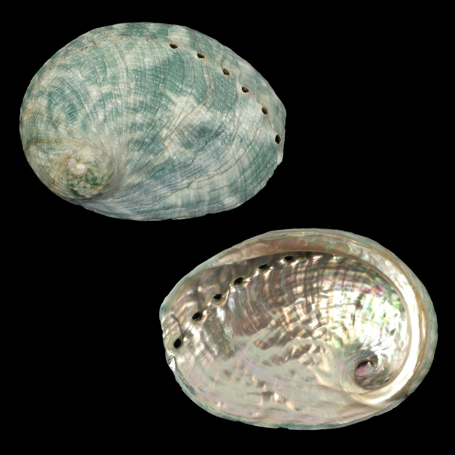 Haliotis laevigata x rubra