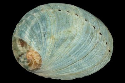 Haliotis laevigata x rubra