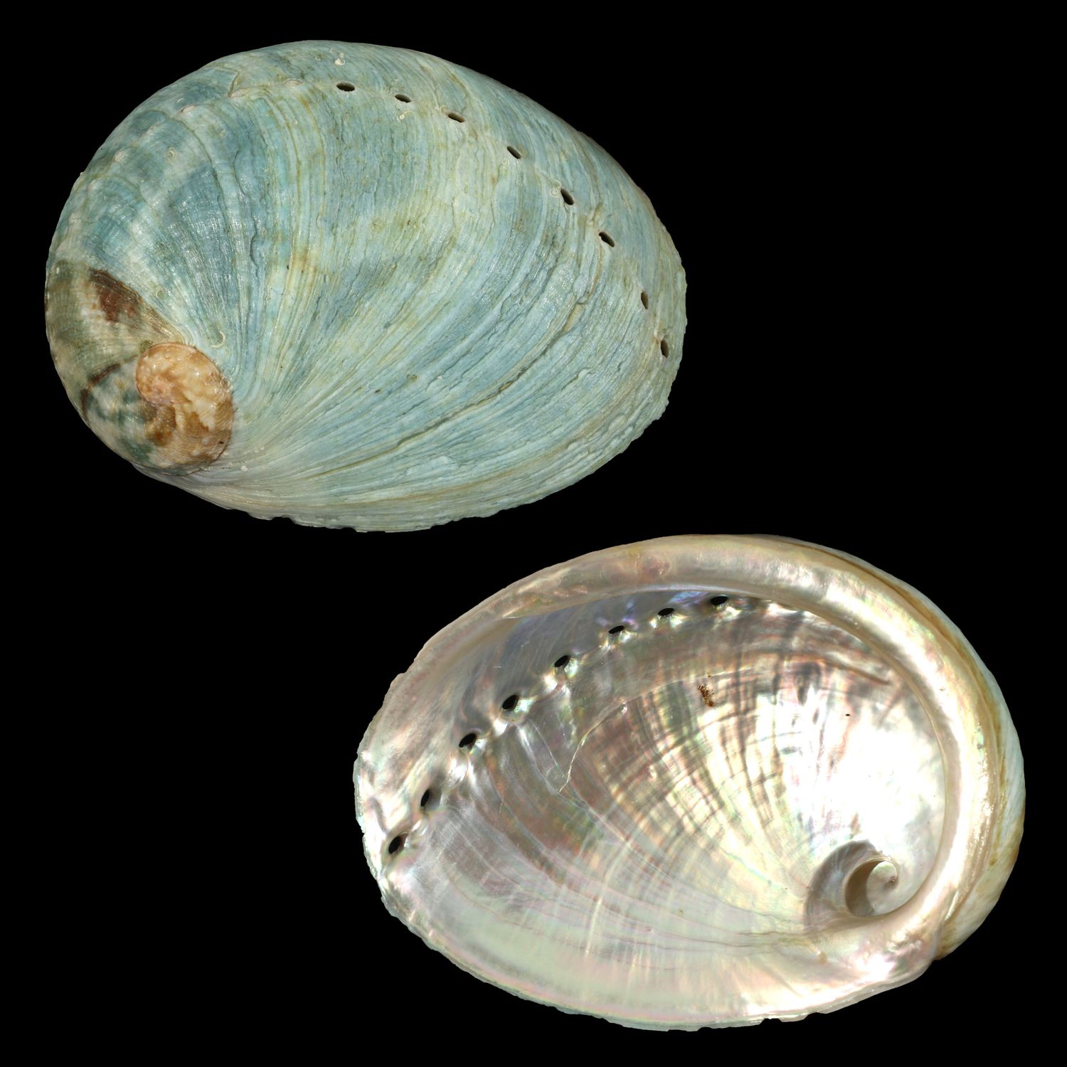 Haliotis laevigata x rubra
