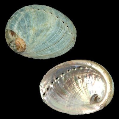 Haliotis laevigata x rubra