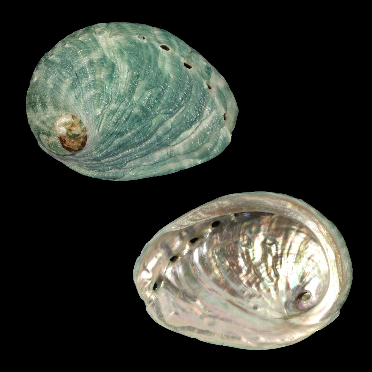 Haliotis laevigata x rubra