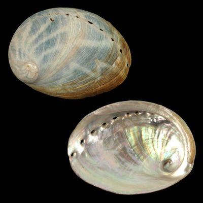 Haliotis laevigata x rubra