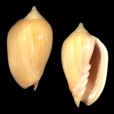 Amoria zebra