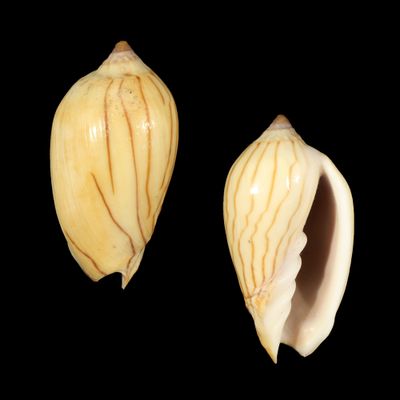 Amoria zebra