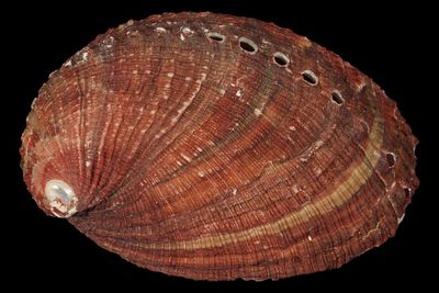 Haliotis diversicolor squamata