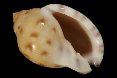 Semicassis iheringi