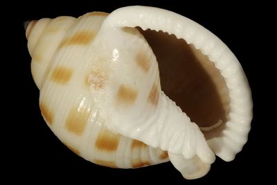 Semicassis faurotis