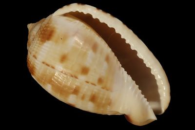 Cypraecassis testiculus