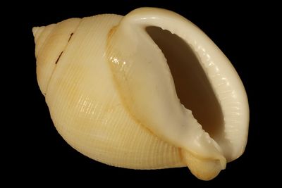 Semicassis craticulata