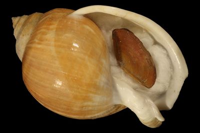 Echinophoria wyvillei