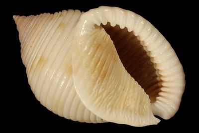 Semicassis umbilicatus