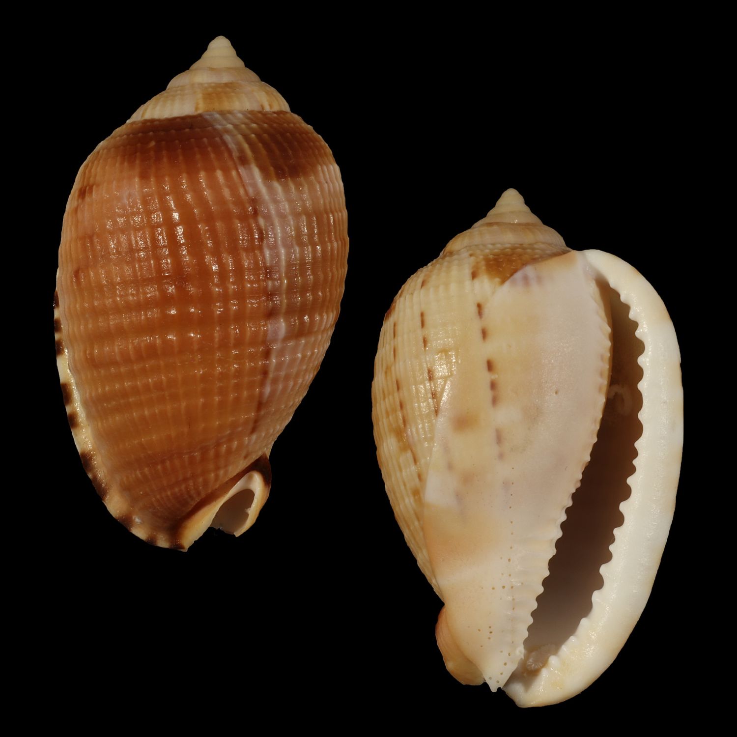 Cypraecassis testiculus