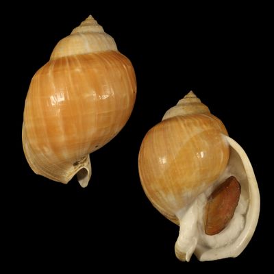 Echinophoria wyvillei