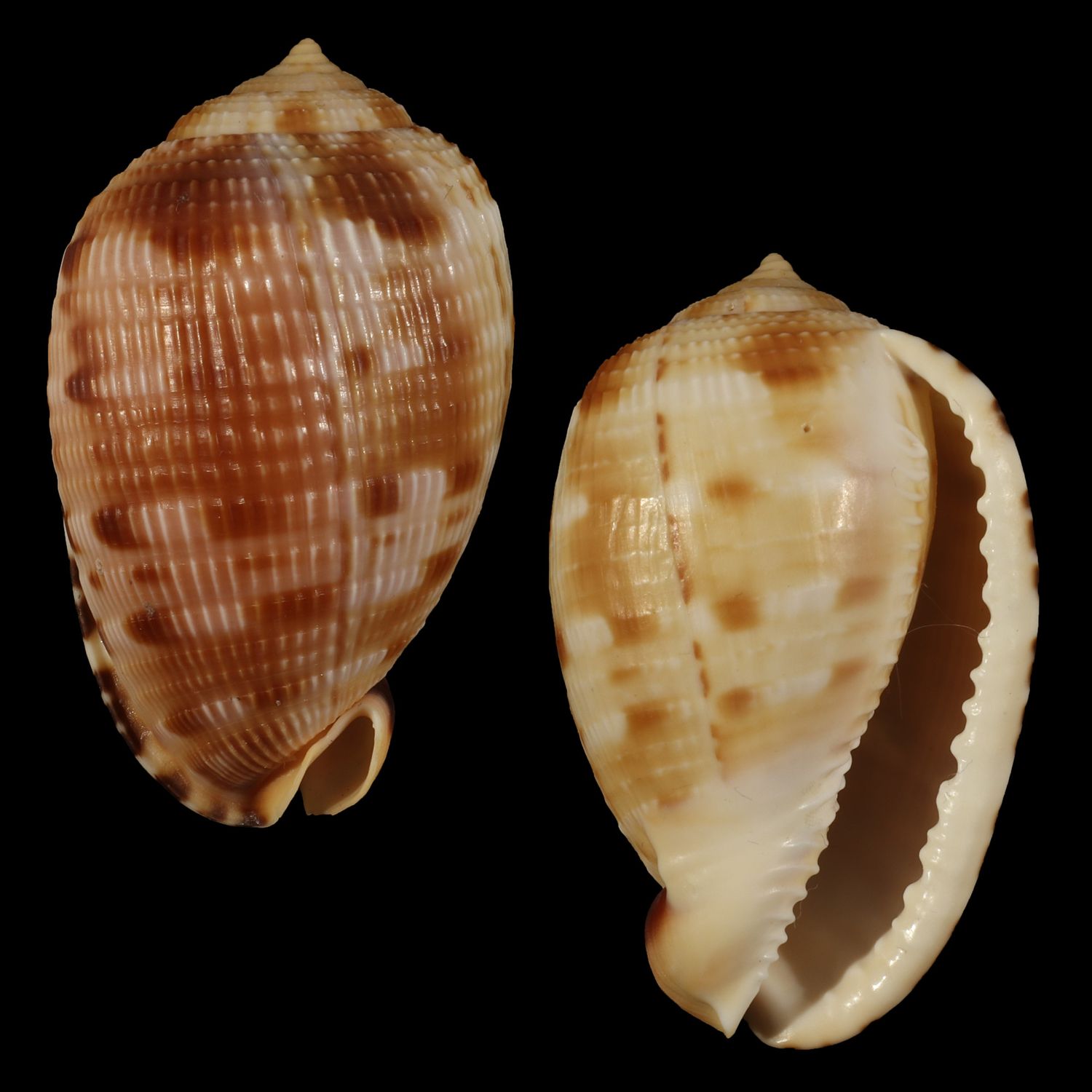 Cypraecassis testiculus