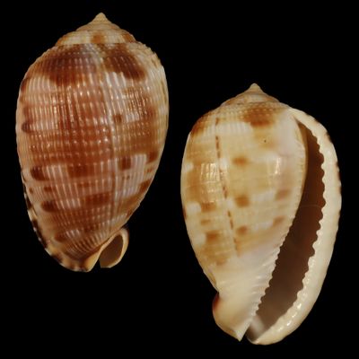 Cypraecassis testiculus