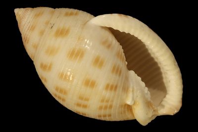 Semicassis microstoma