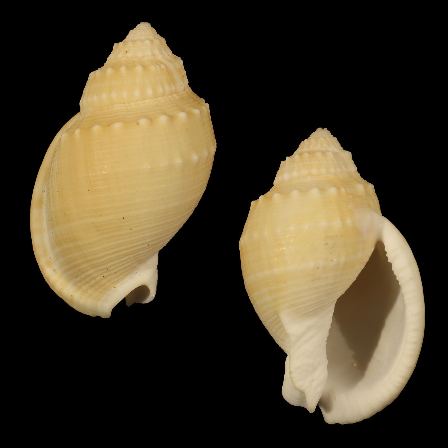 Echinophoria bituberculosa