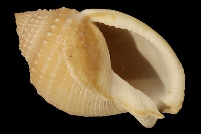 Echinophoria bituberculosa