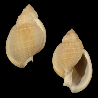 Echinophoria bituberculosa