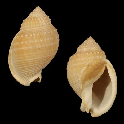 Echinophoria bituberculosa