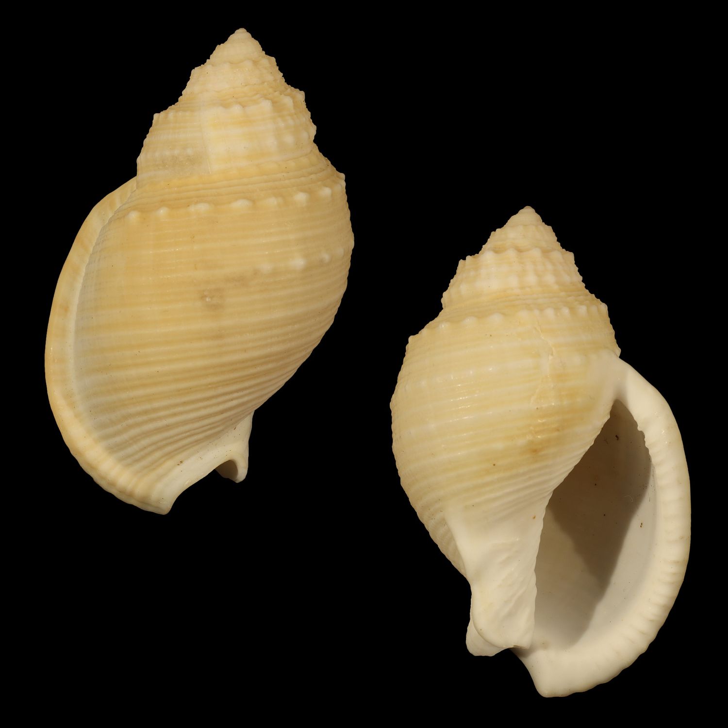 Echinophoria bituberculosa