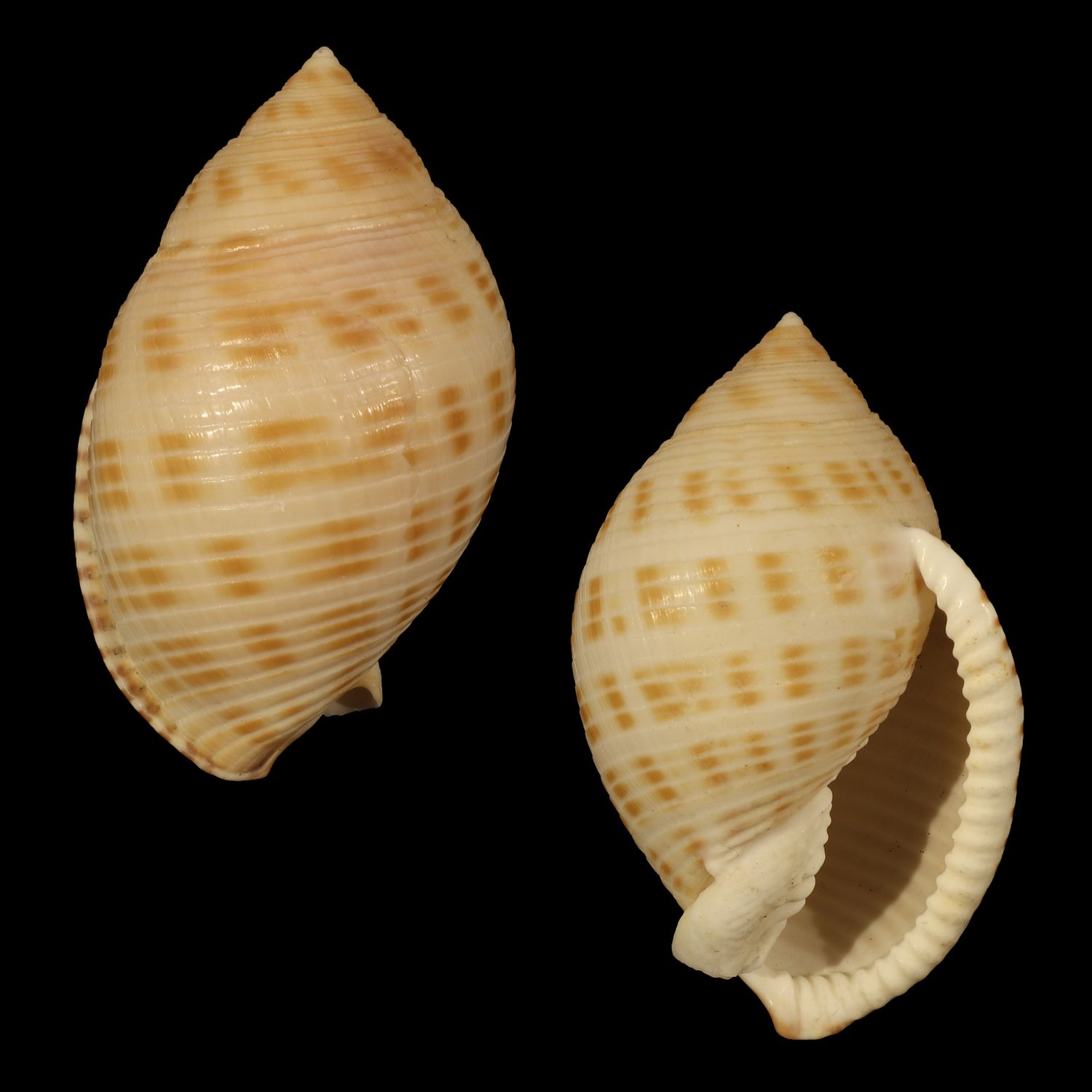 Semicassis microstoma