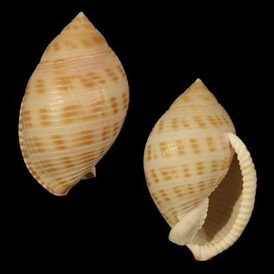 Semicassis microstoma