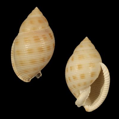 Semicassis microstoma