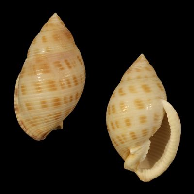 Semicassis microstoma