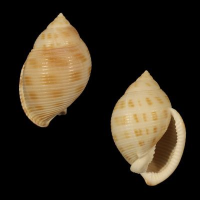 Semicassis microstoma