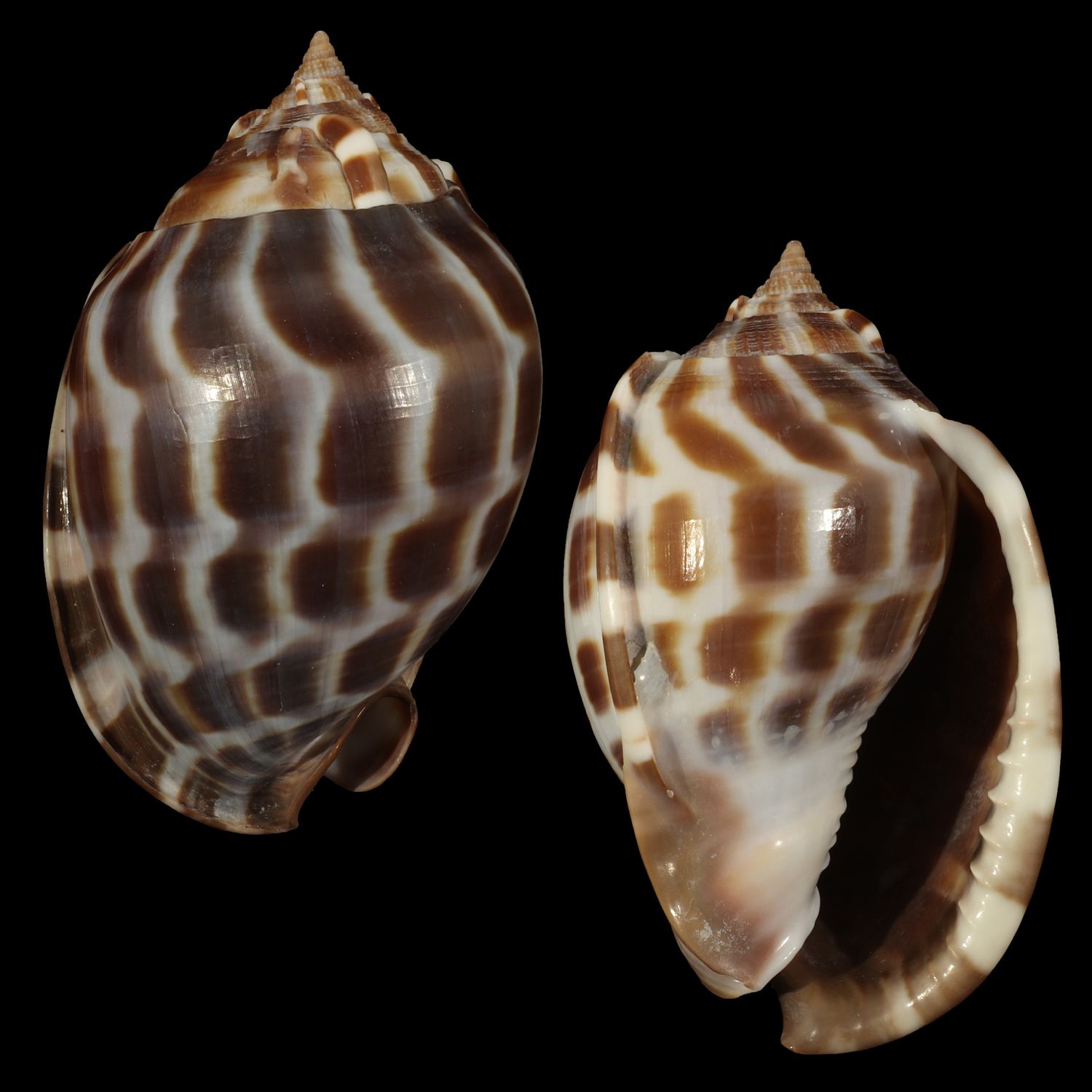 Phalium areola