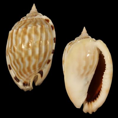 Phalium fimbria