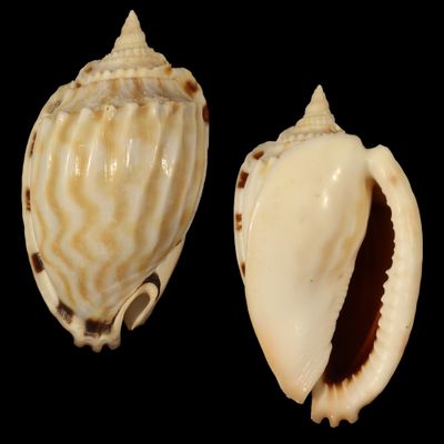 Phalium fimbria
