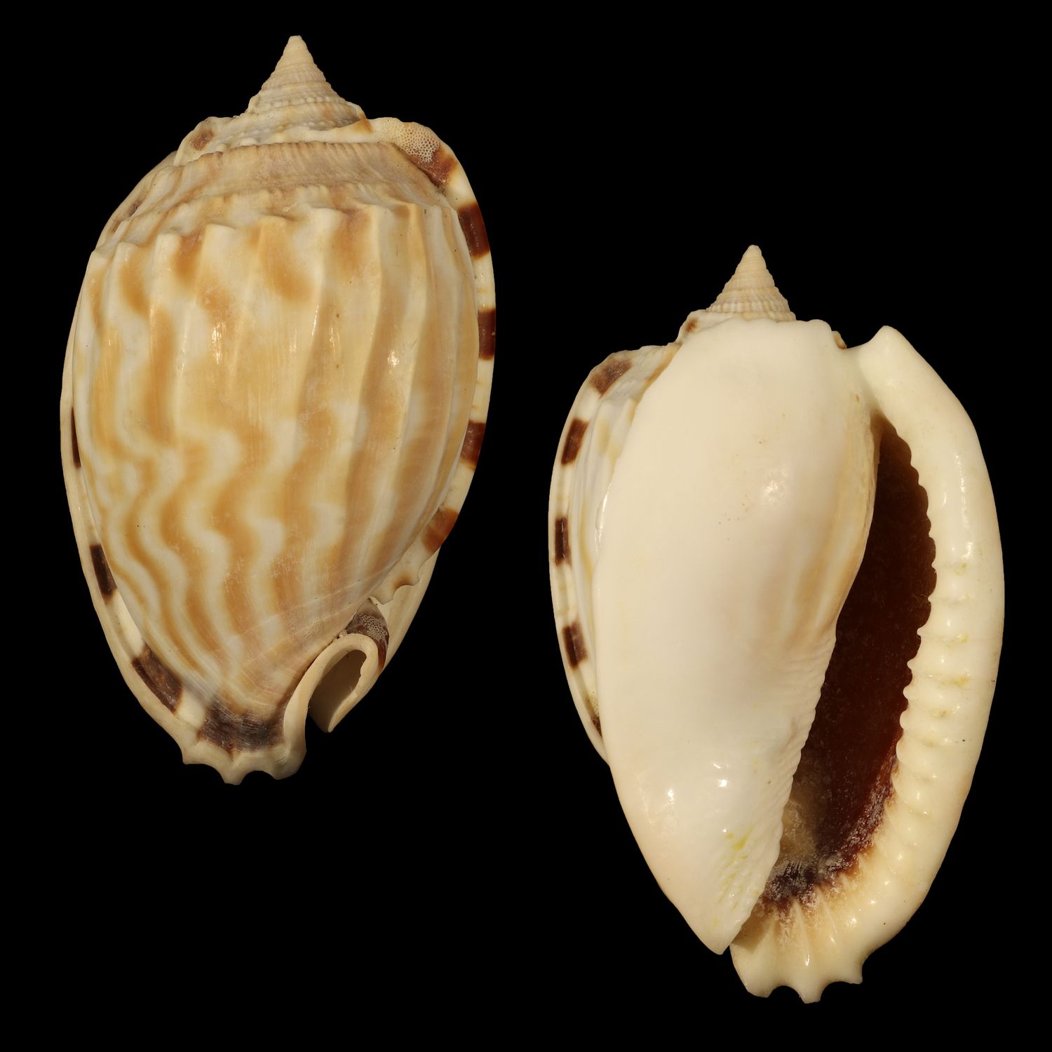 Phalium fimbria