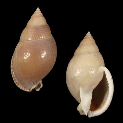 Semicassis bulla