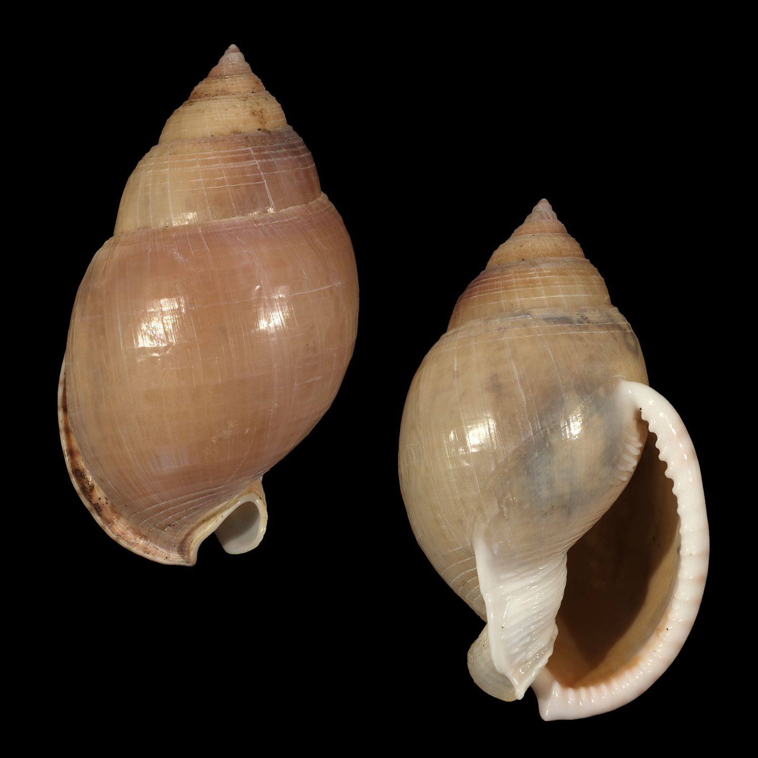 Semicassis bulla