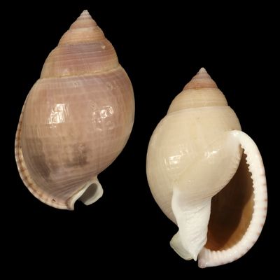 Semicassis bulla