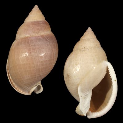 Semicassis bulla